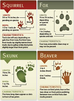 animal track identification
