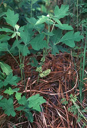 poison oak leaf. poison oak.